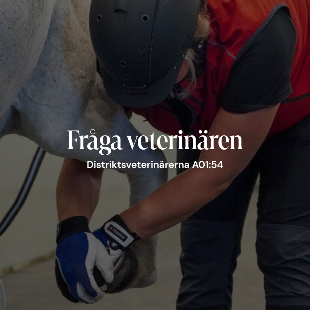 Distriktsveterinärerna