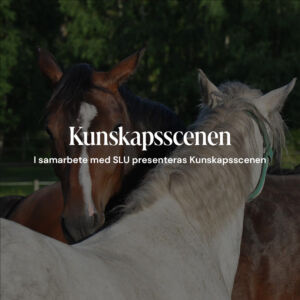 Kunskapsscenen